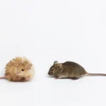 tikus-genetik-mirip-mamut-langkah-berani-ilmuwan-menuju-kebangkitan-spesies-purba
